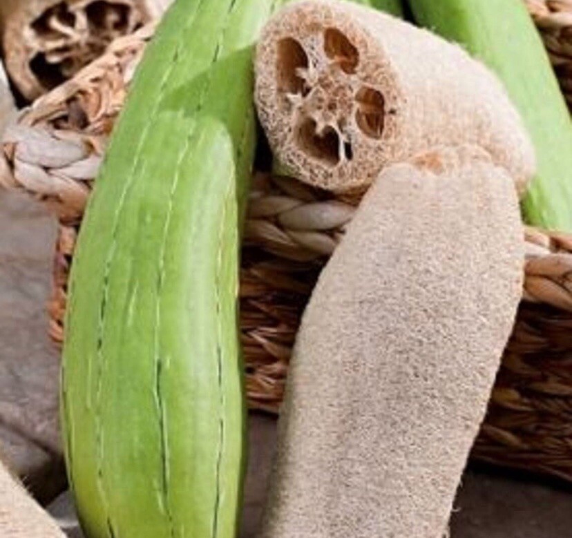 LUFFA GOURD SEEDS 20 Count LOOFAH SPONGE GOURD garden DISH or BODY scrub gourd