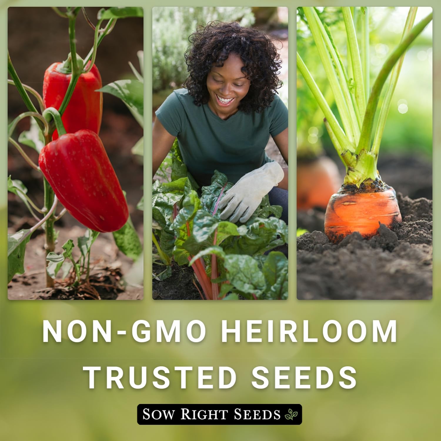 Waltham Butternut Squash Seeds 5g Packet – Non-GMO Heirloom with Instructions