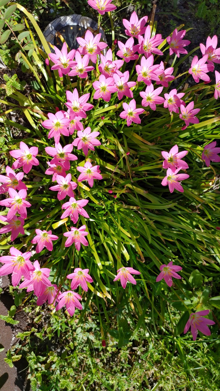 Rain Lily, Zephyranthes Pink, White, Yellow, Bulb or seed to chose from.