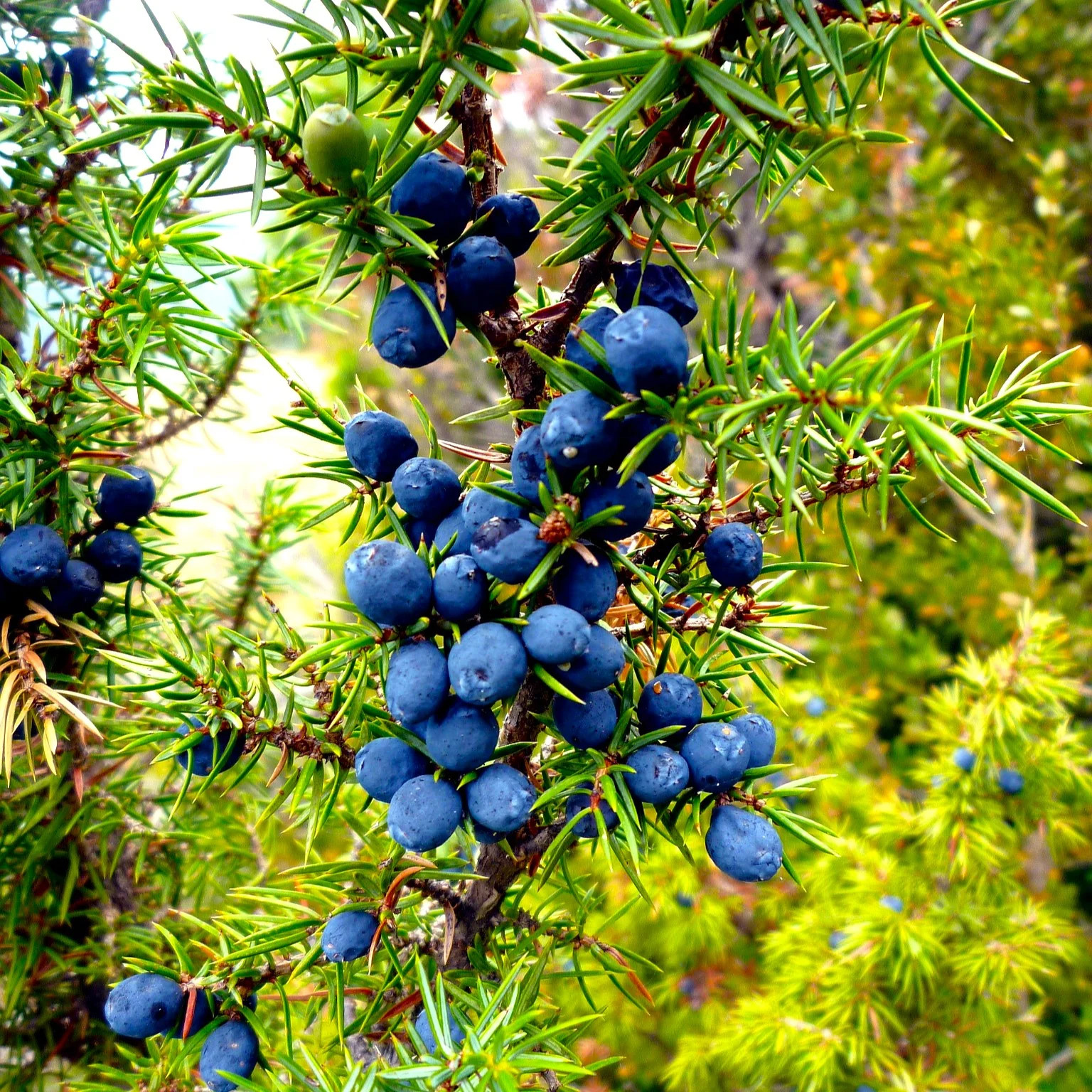 Juniper Tree Seeds – For 2026 Planting Bonsai Dwarf Juniperus Communis