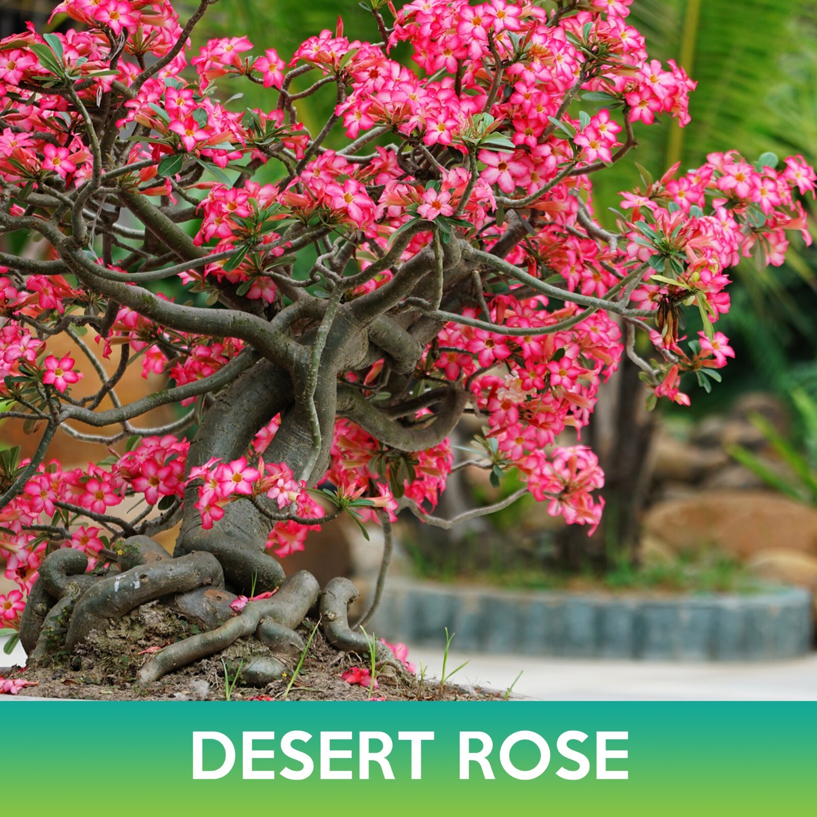 Desert Rose Seed