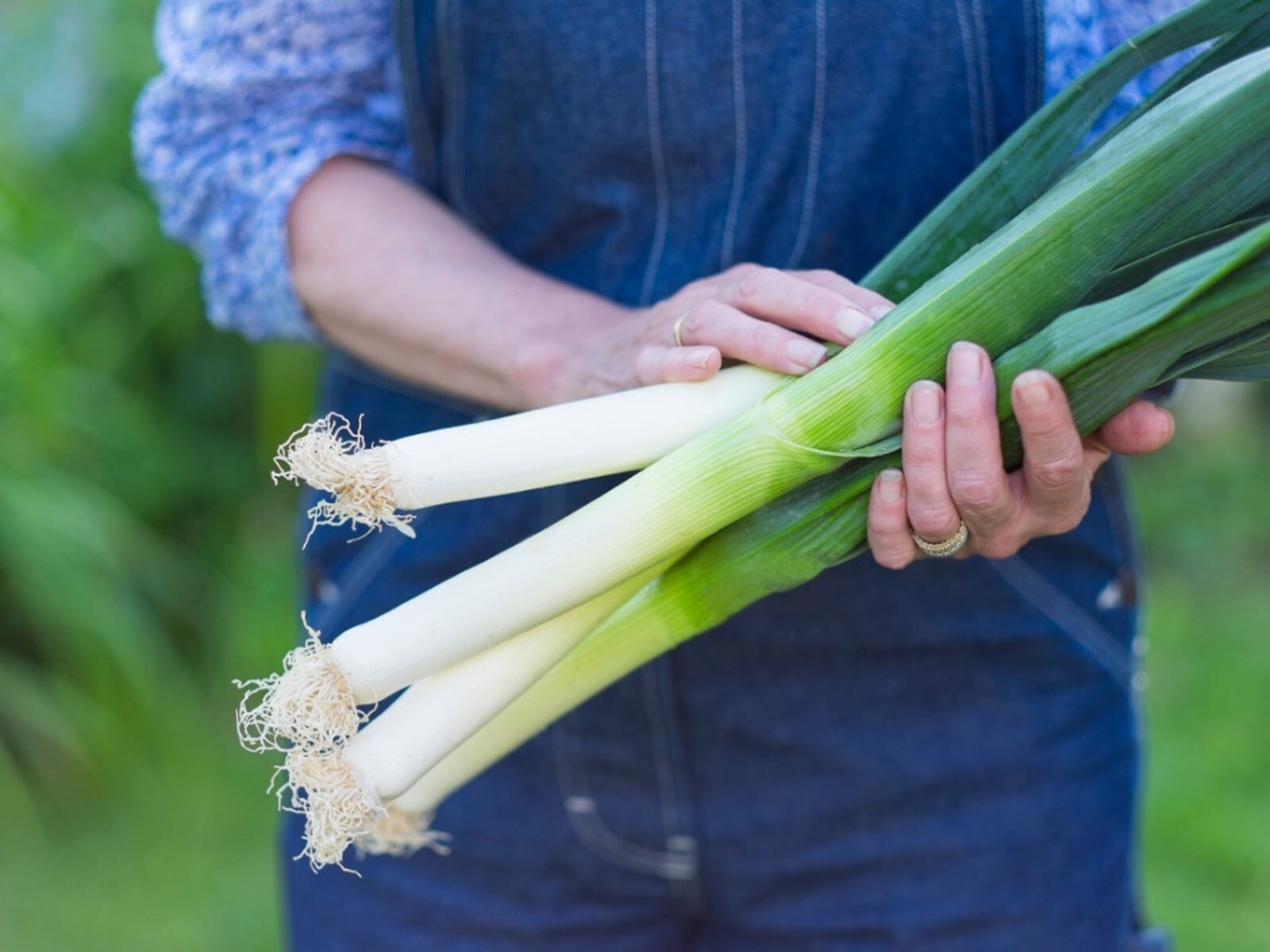 250 LARGE AMERICAN FLAG LEEK ONION SEEDS — HEIRLOOM – ORGANIC – NON GMO – FRESH