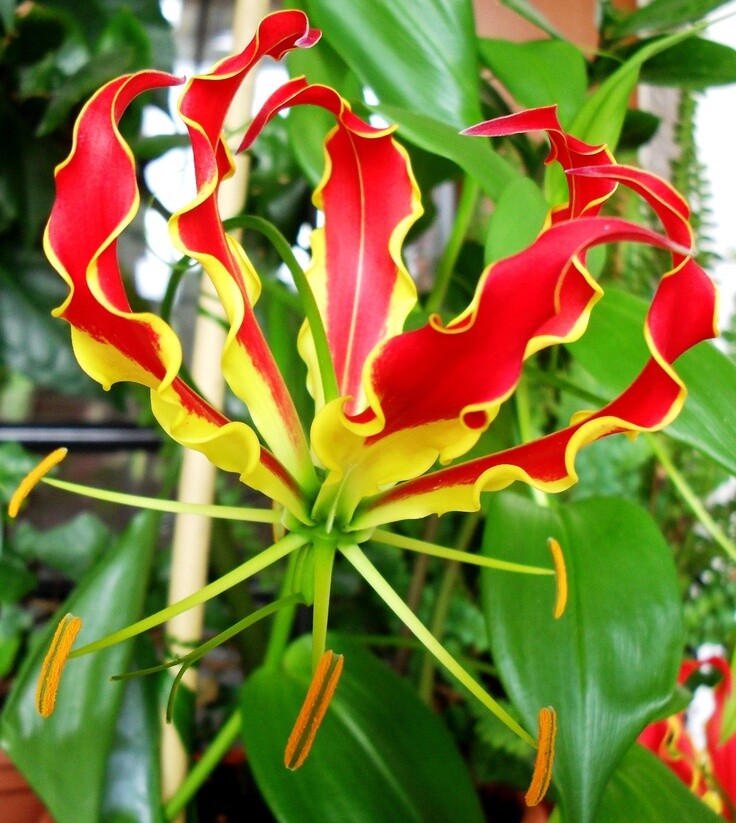 Gloriosa Superba Glory Vine 10 Seeds, Climbing Flame Lily Exceptional Beauty