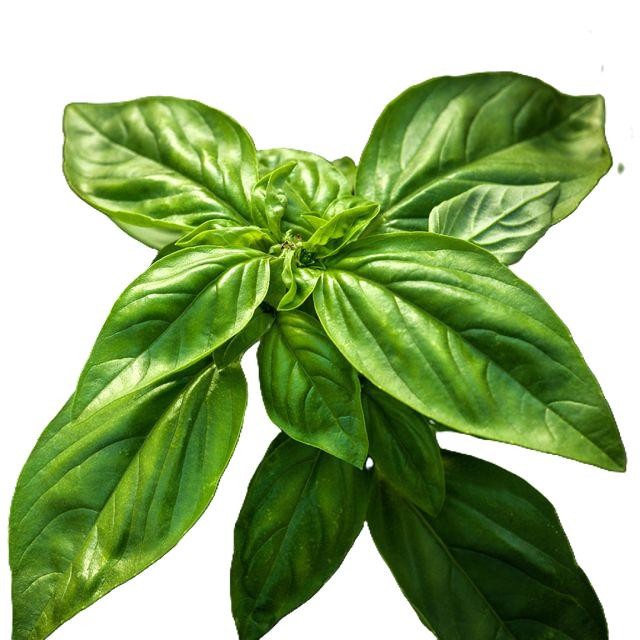 Genovese Basil Seeds, NON-GMO, Free Shipping!