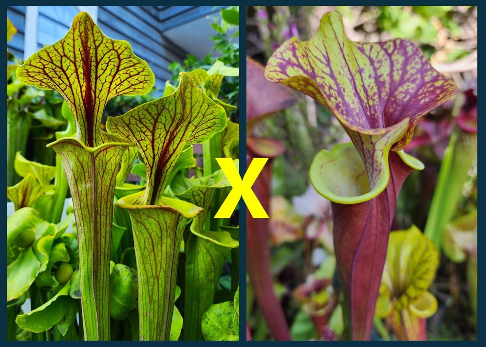 2025 SARRACENIA SEEDS: FLAVA ORNATA X (FLAVA RUBRICORPORA X FLAVA WACCAMAW)