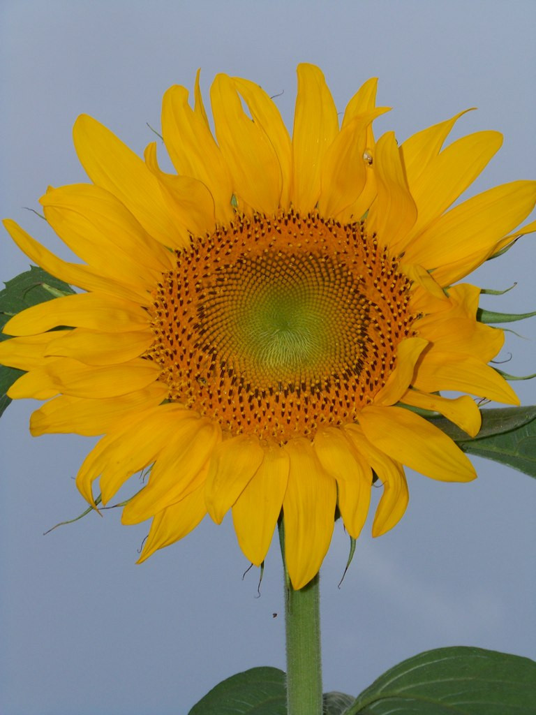sunflower, SKYSCRAPER 18 FEET TALL yellow 22 seeds! (BUY 10 ITEMS-SHIPS FREE)