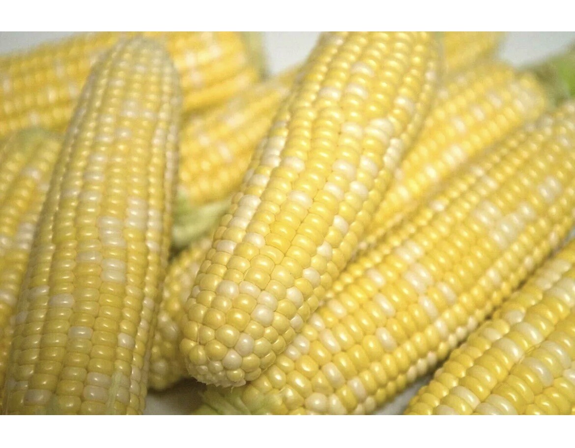 Peaches and Cream Corn 1 LB 1850+ Seeds Free Shipping 95% Germ Bap My Ngot