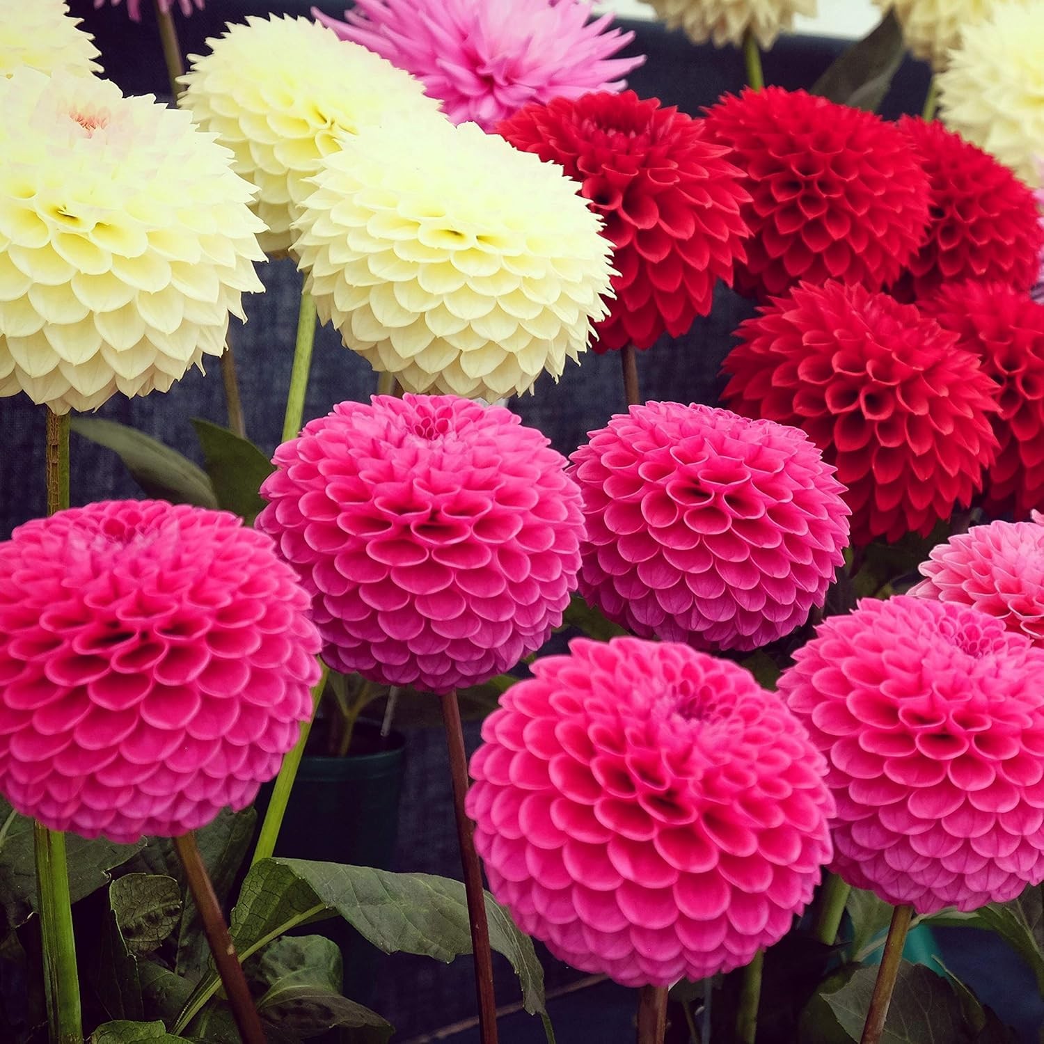 200+ PCS Mix Dahlia Seeds Flowers Compound Petals Multi-Color Beautiful Annual