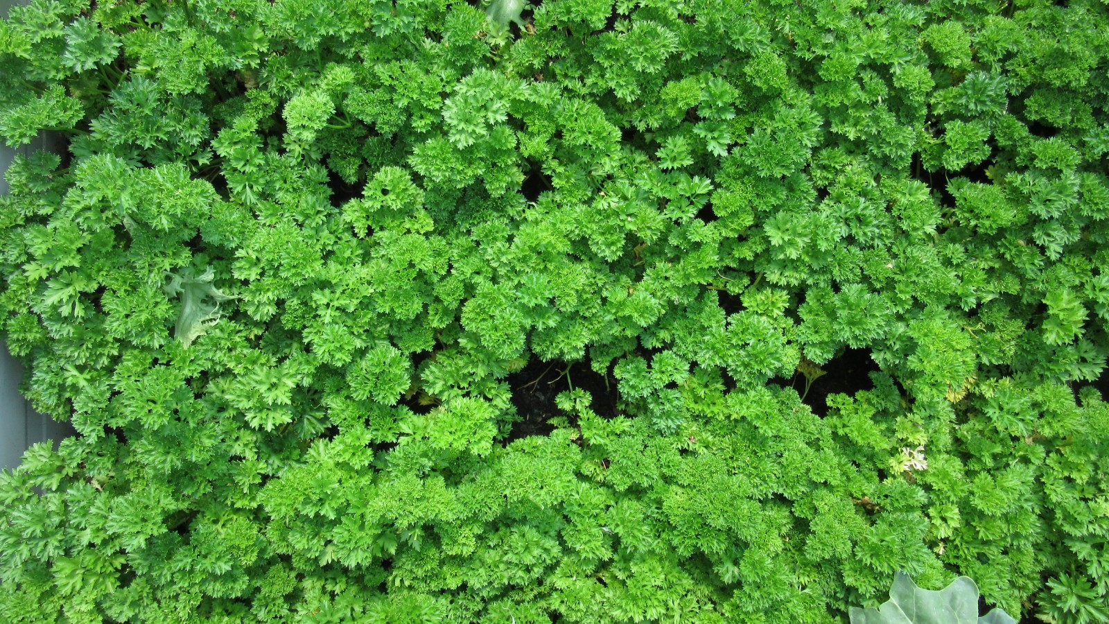 50 Seeds Moss Curled Parsley Garden Aromatic Gourmet Flavor Seed Pack