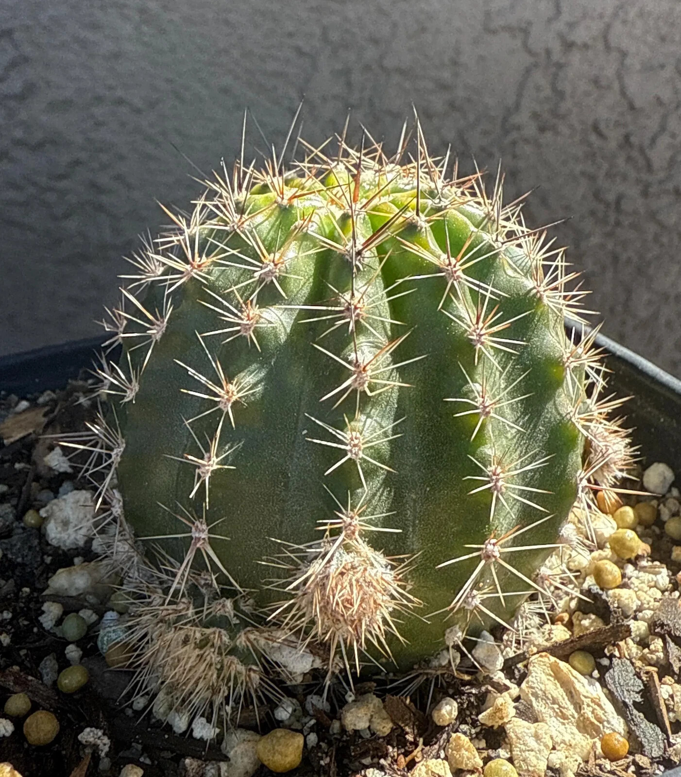 Echinopsis,Hybrid,FLUFFY RUFFLES,Profuse,Blooming, Cereus,Plant,Cactus,Succulent