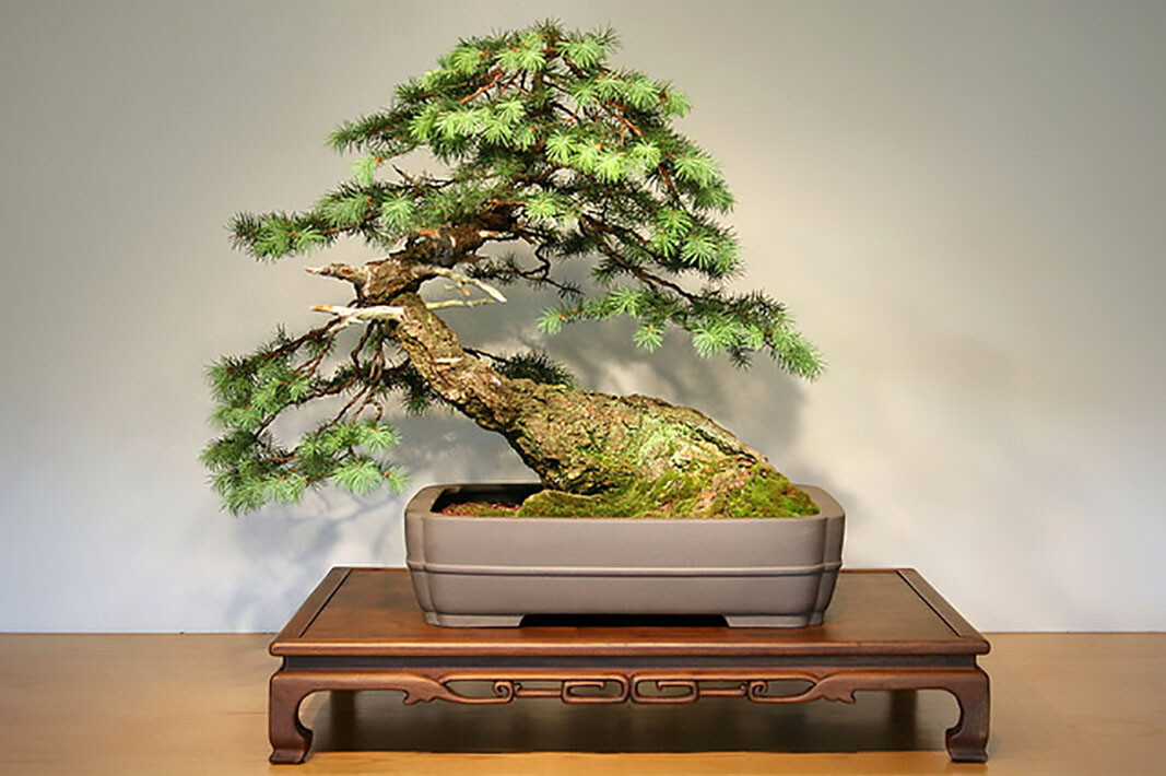 Green Douglas Fir, Pseudotsuga menziesii, Tree Seeds (Fragrant Evergreen)