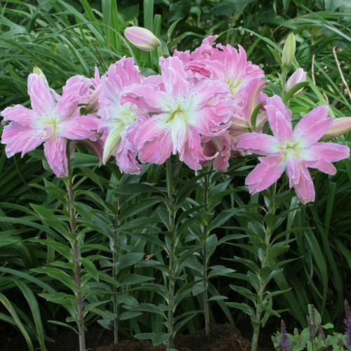 2 – LOTUS ELEGANCE Double Oriental Lily Flower Bulbs – Flamboyant Blooms