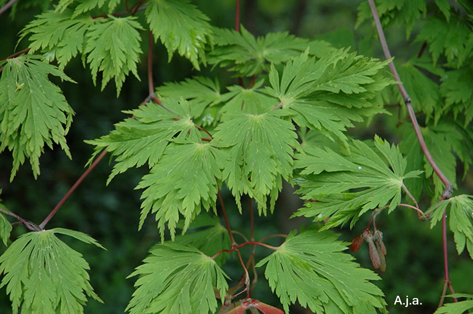 Fernleaf Japanese Maple, Acer japonicum aconitifolium, 15 seeds