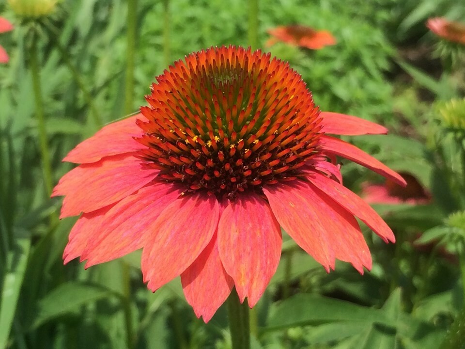 100+ Red/Purple Coneflower (Echinacea purpurea) NON-GMO/ORGANIC Seeds. US SELLER