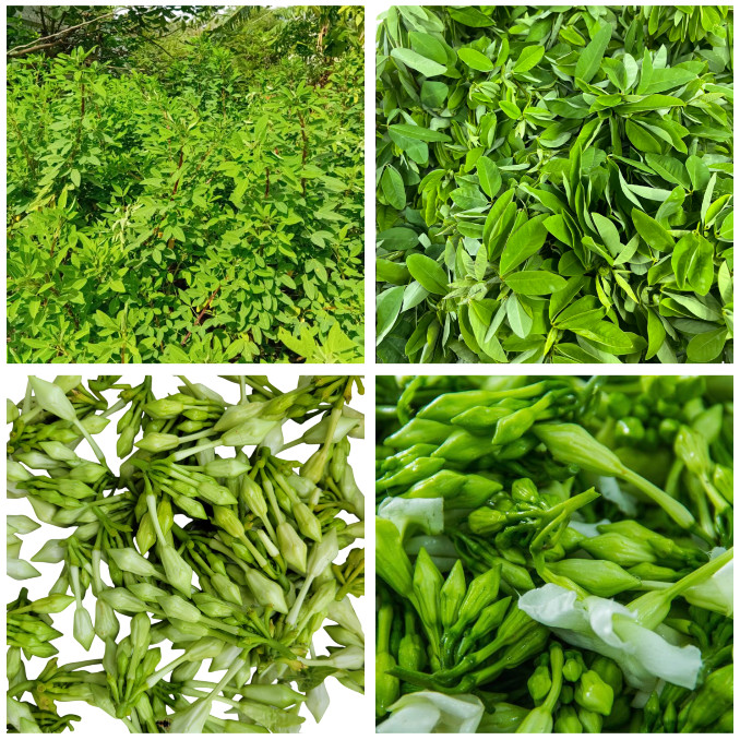 10 Fernaldia Pandurata Loroco Seeds& 30 Chipilin Seeds Crotalaria Longirostrata