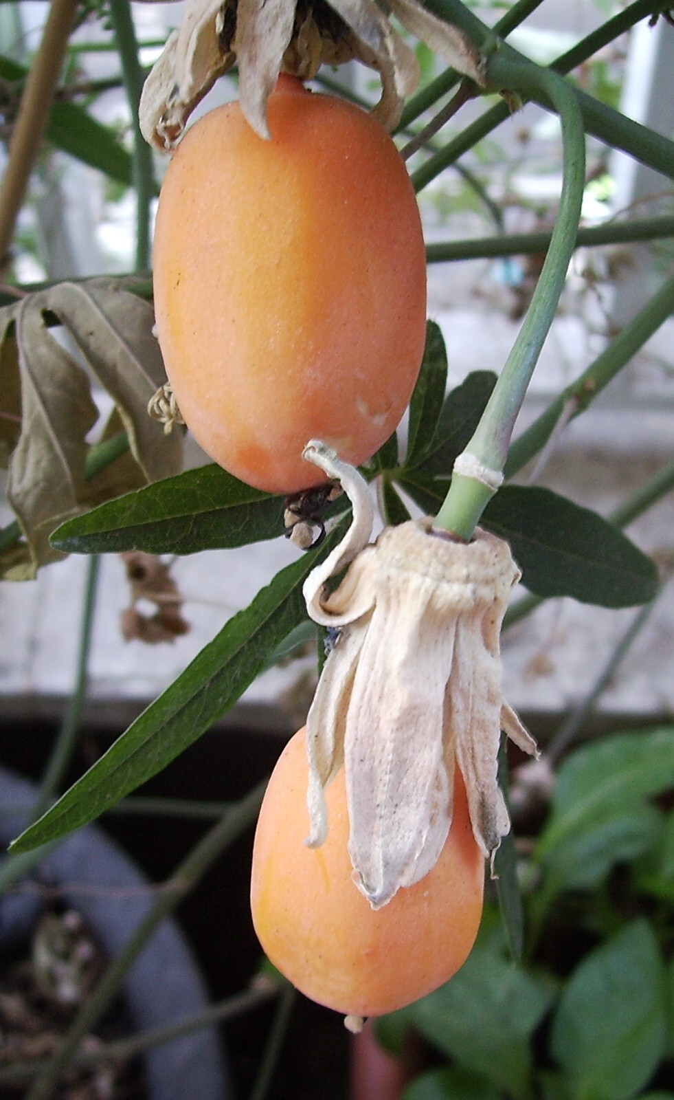 Passiflora caerulea 10 Seeds – Blue Passionflower