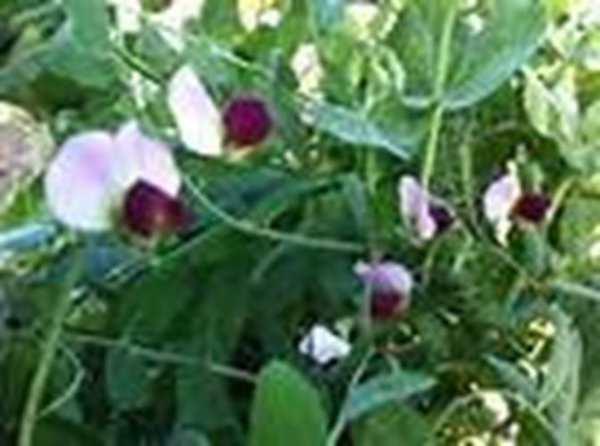 Austrian Winter Pea 5 Lb.