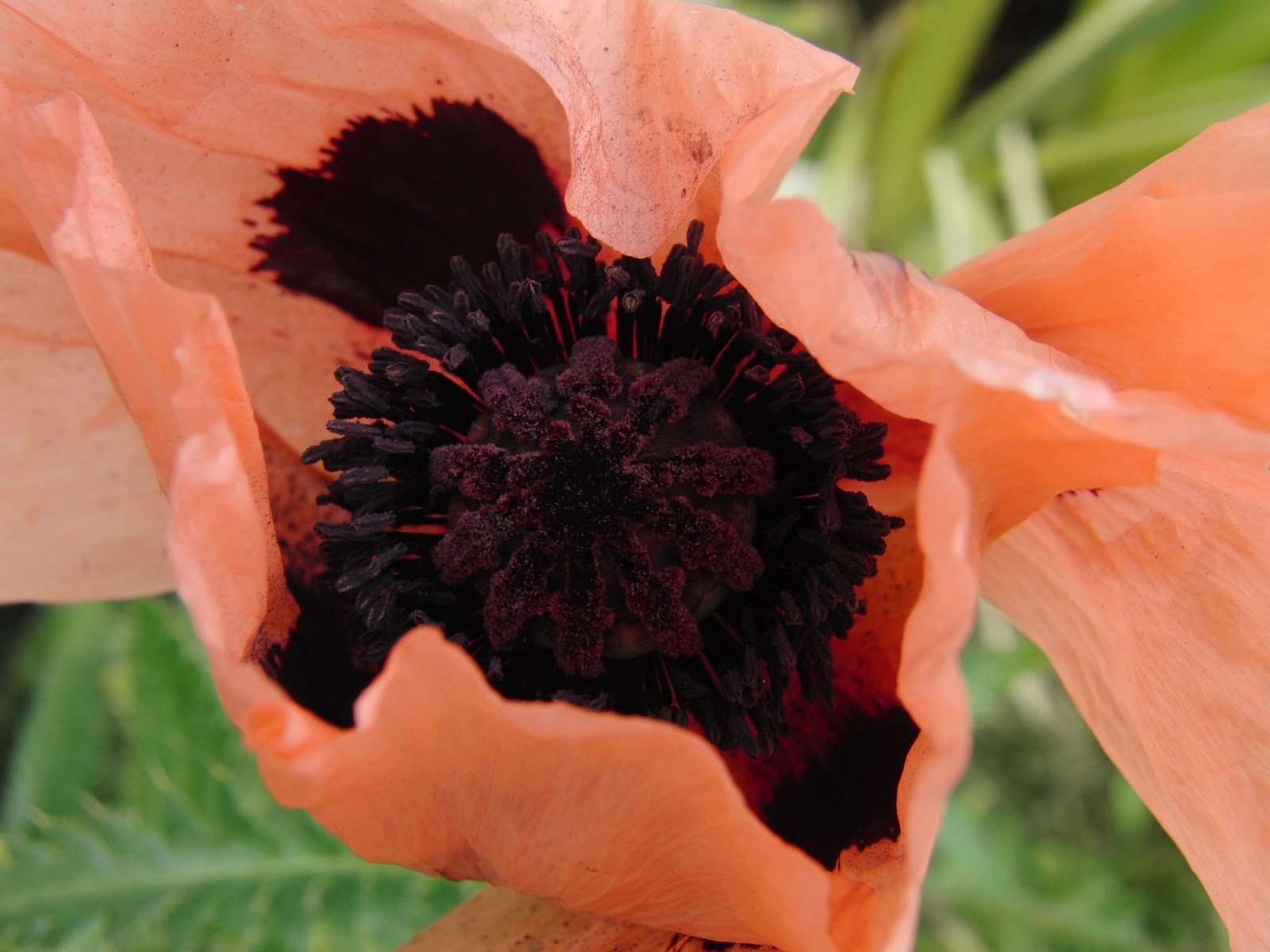 40+ Coral Reef Orientale Poppy Flower Seeds / Perennial Papaver