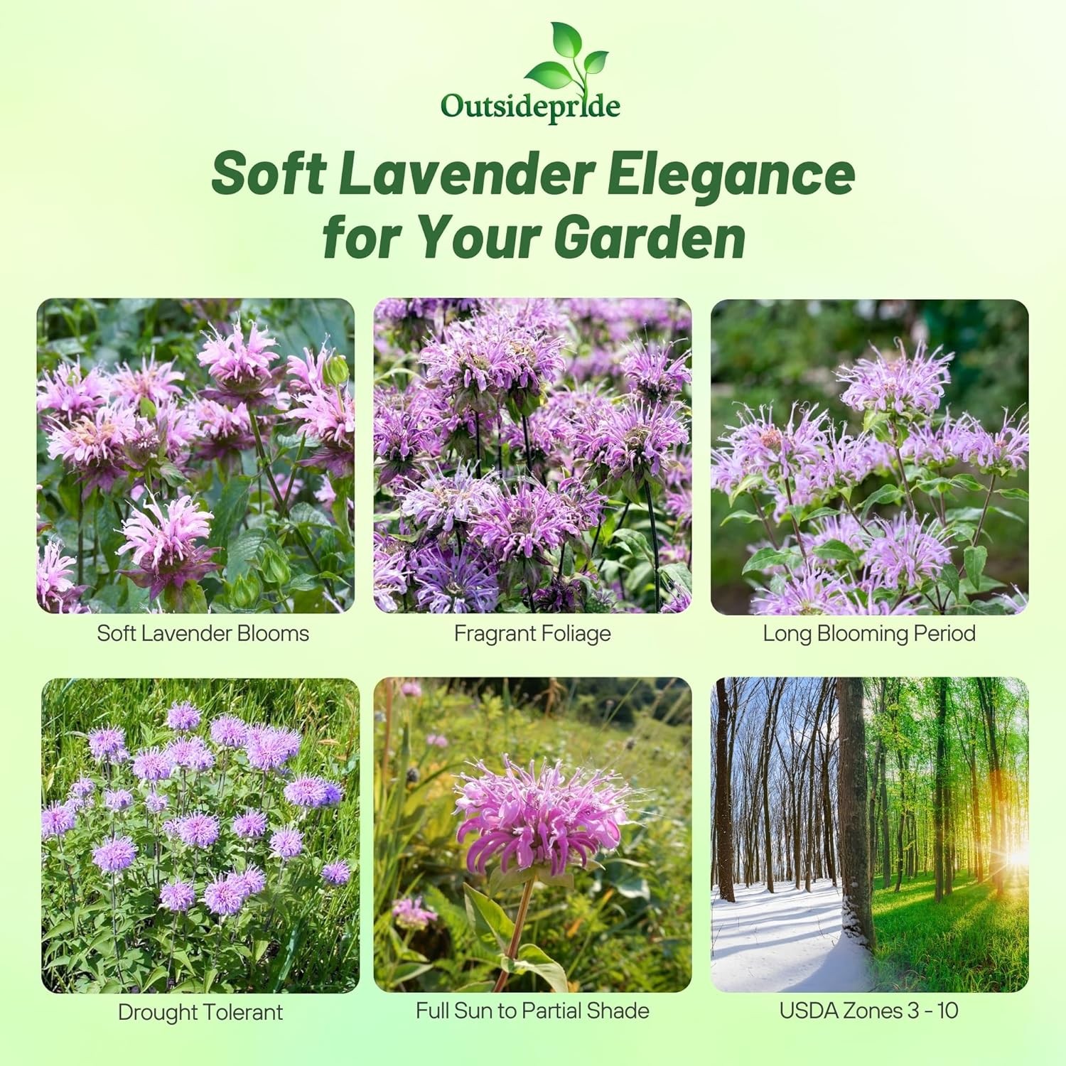 2000 Seeds Pink Monarda Seed For Planting – Fistulosa Bergamot Bee Balm