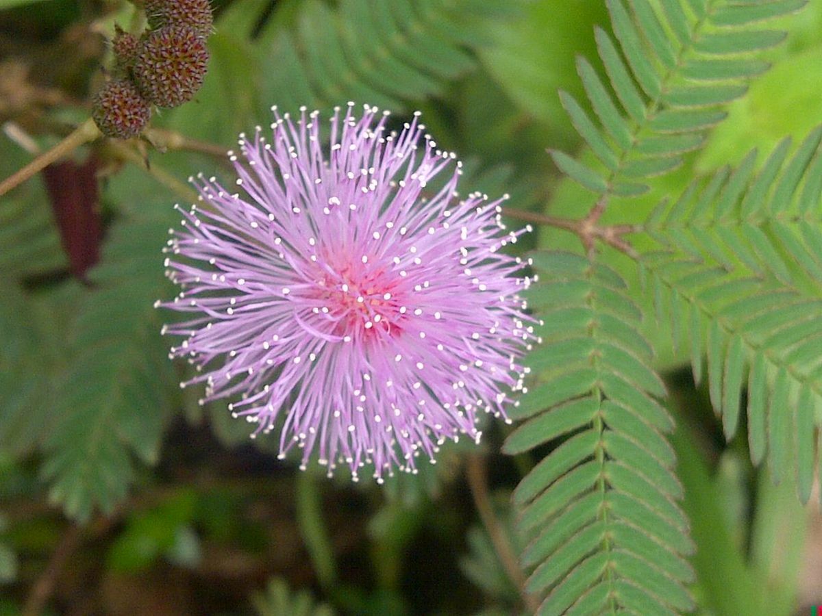 500+ SENSITIVE PLANT Seeds BULK *Free US Shipping!* Mimosa Pudica Seeds
