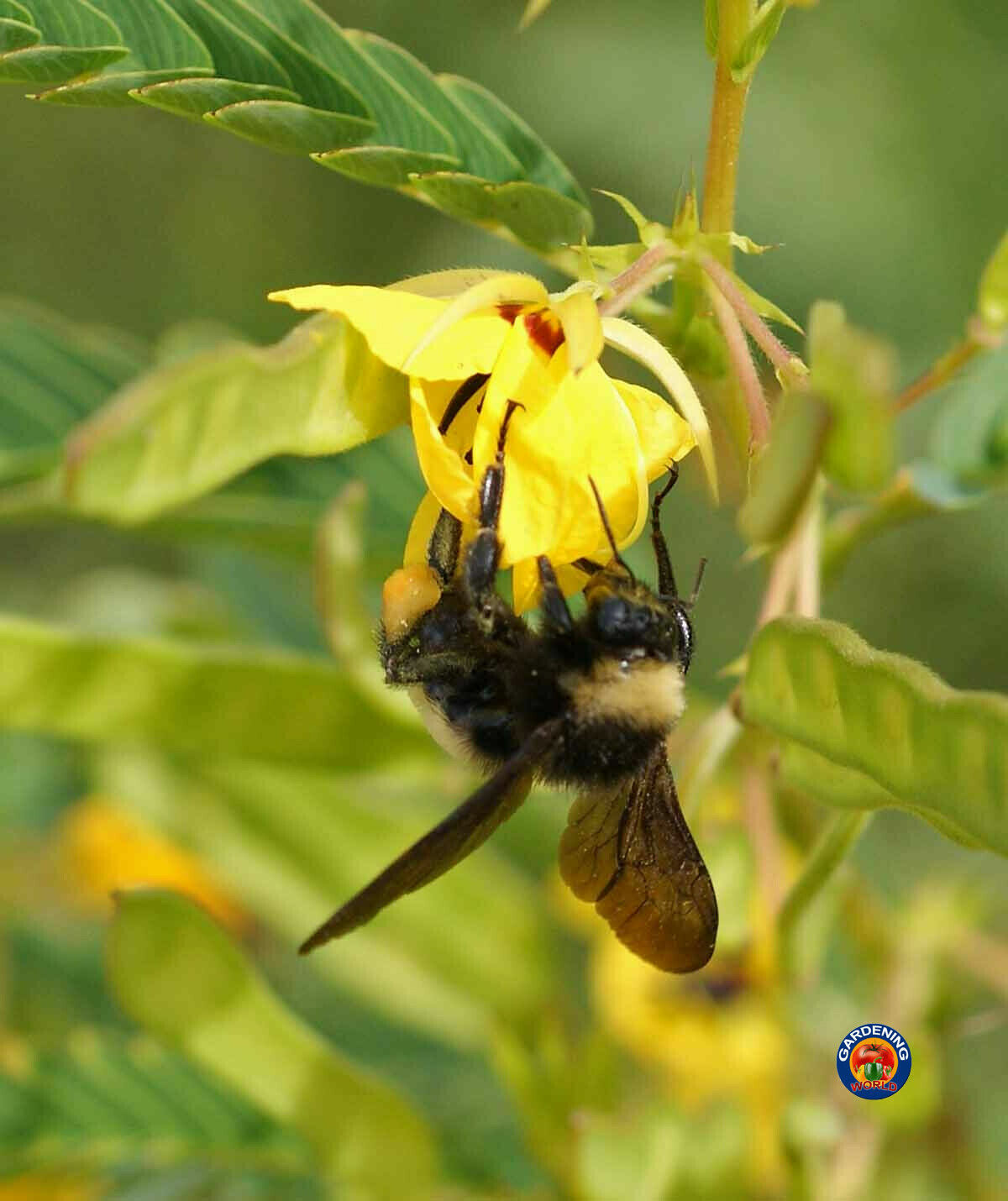 Sensitive PARTRIDGE PEA Chamaecrista Flower Seeds (250 to 3500 SEEDS)