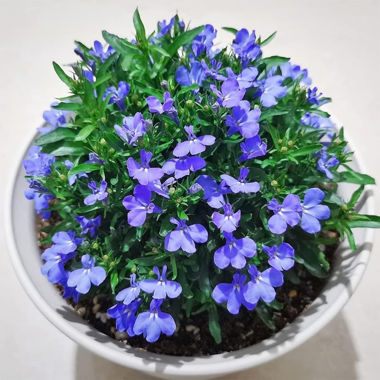 20000+ Blue Creeping Thyme Seeds for Planting Ground Cover Plants Heirloom Fl…