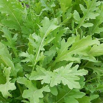 Arugula Torino Diplotaxis 2,500 seeds