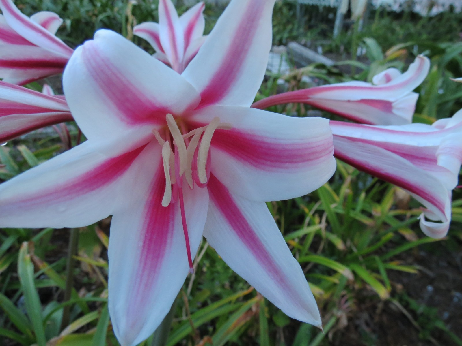 Crinum Lily, herbertii Schreck, jumbo, blooming-size bulb, NEW, RARE