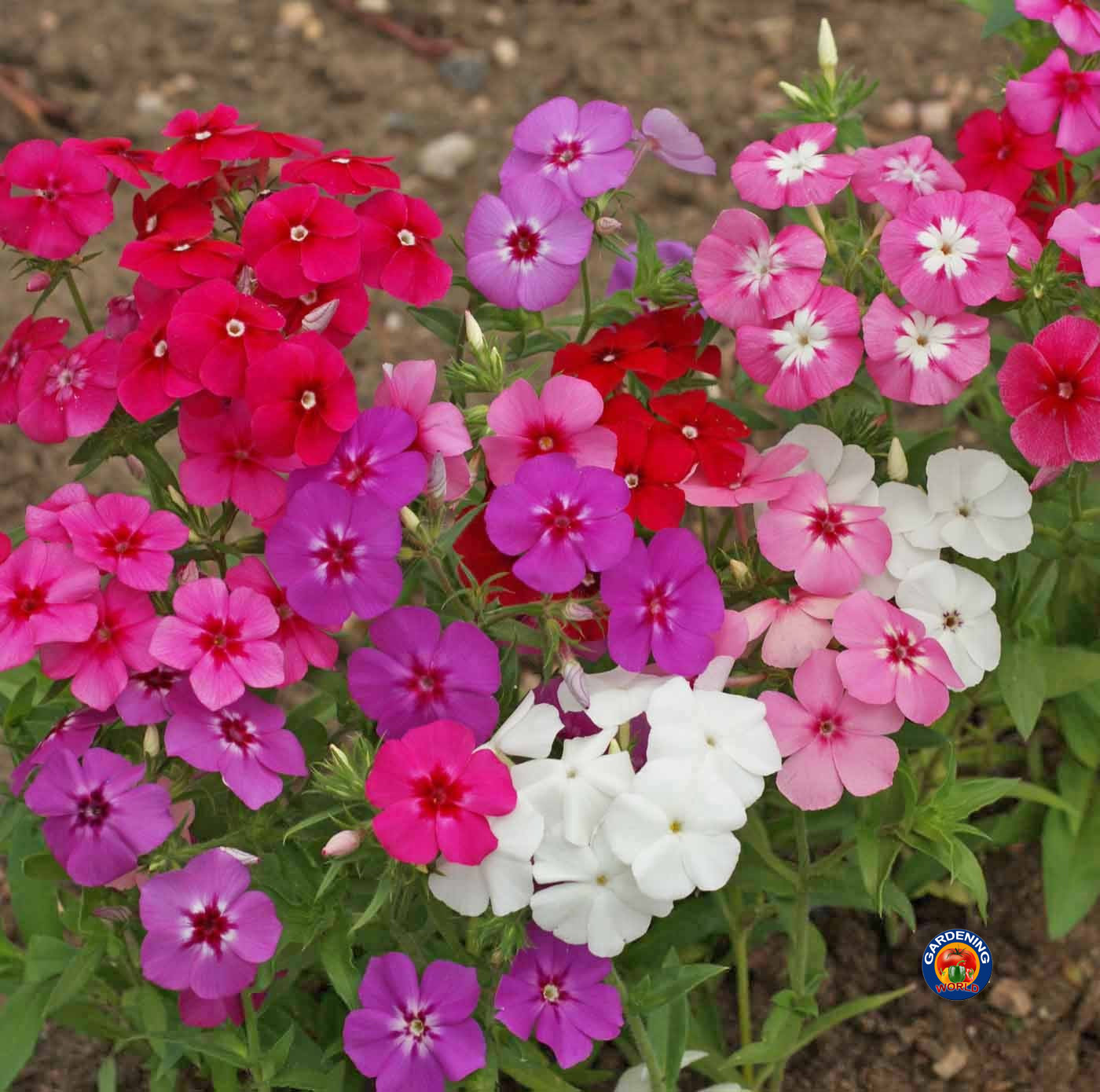 250 Mixed Drummond Phlox Drummondii Flower Seeds