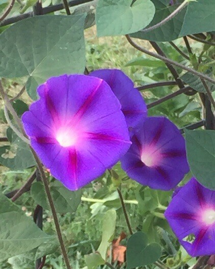 Morning Glory 25 Seeds Purple Flowers Climbers Climbing Vine Hummingbirds
