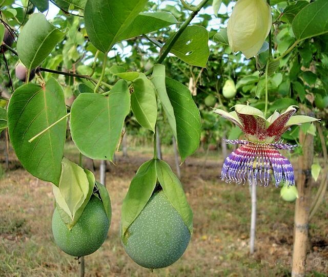 SWEET CALABASH Seeds *FREE Shipping!* Passiflora maliformis Fruit Vine 10+ SEEDS