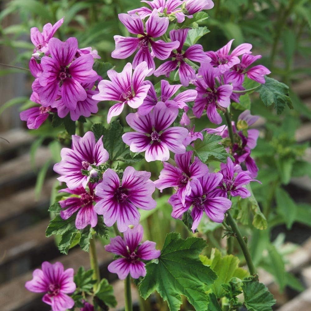 Malva Sylvestris Seeds for Planting – 500+ High Mallow Seeds Perennial Purple…