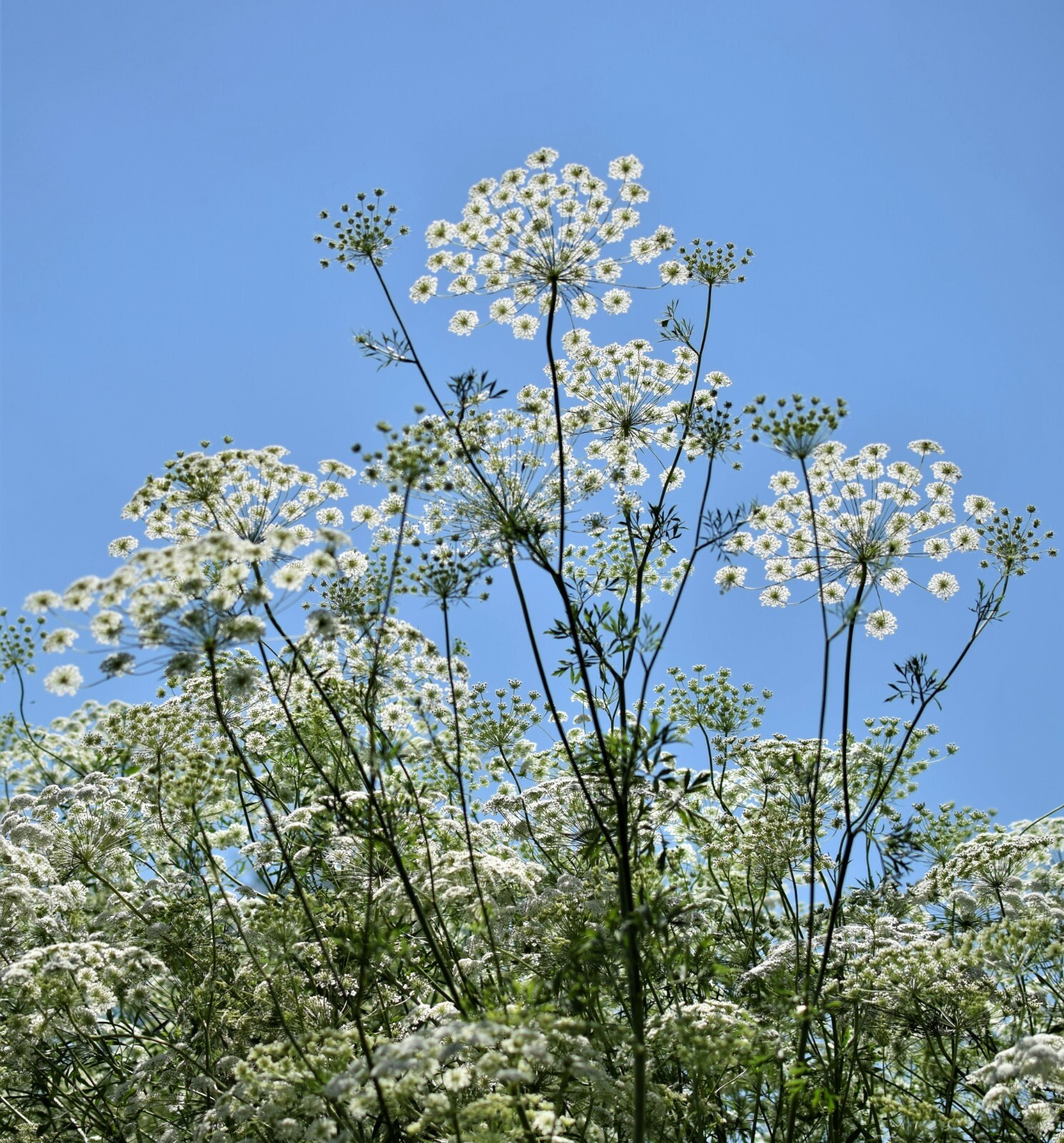 1001+BISHOP FLOWER Seeds Wildflower Queens Anne’s Lace Summer Garden Container