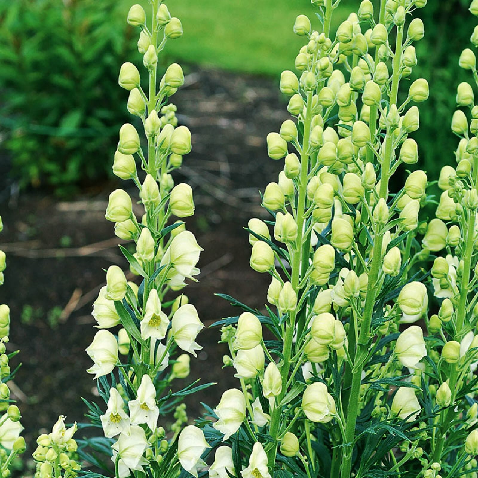 Bearded Monkshood {Aconitum barnatum} Organic 5 seeds Free Shipping!