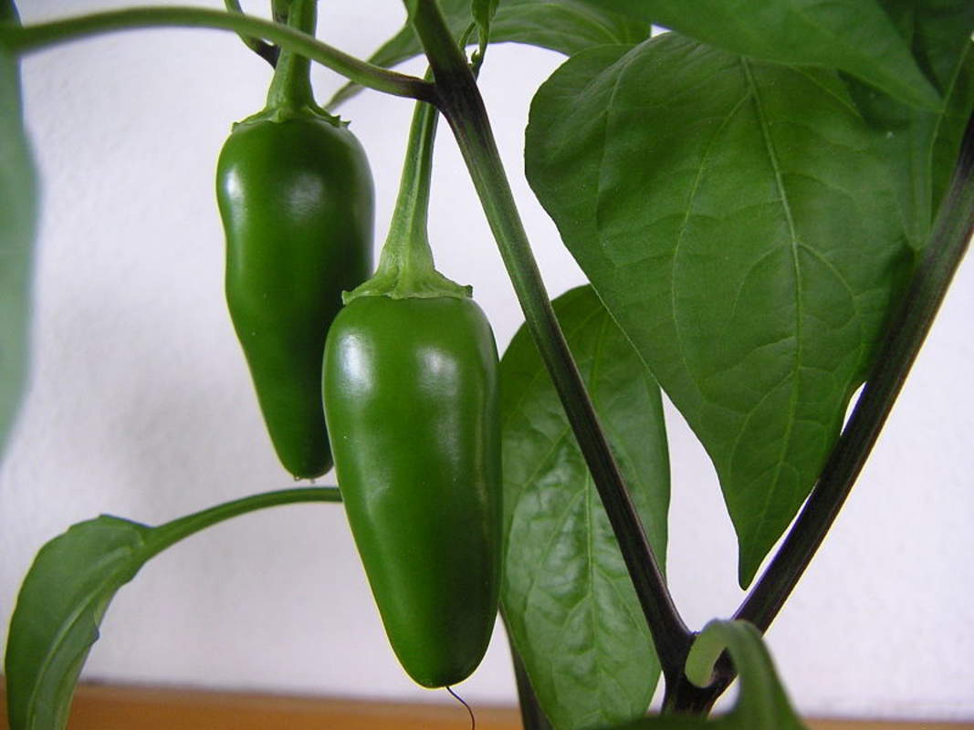 1-2000 PCS Early Jalapeno Pepper Tree Seeds Capsicum Annuum Green Fruit Red 0153