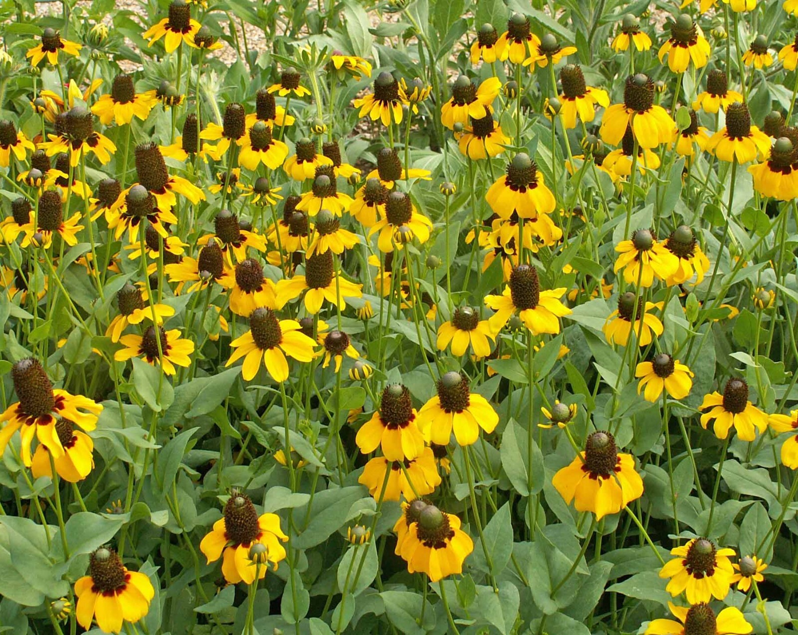Clasping Coneflower Seeds – 100 Seeds Per Packet, Non-GMO