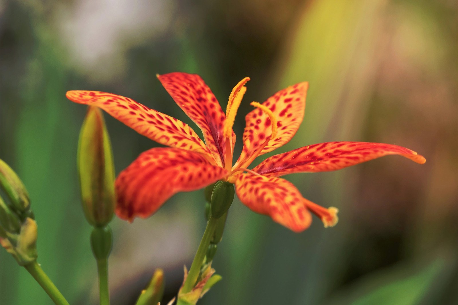 10 FRECKLEFACE BLACKBERRY LILY Belamcanda Chinensis Leopard Iris Flower Seeds