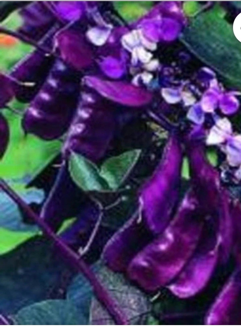 Purple Hyacinth Bean Vine 20. Seeds. 2025 Harvest