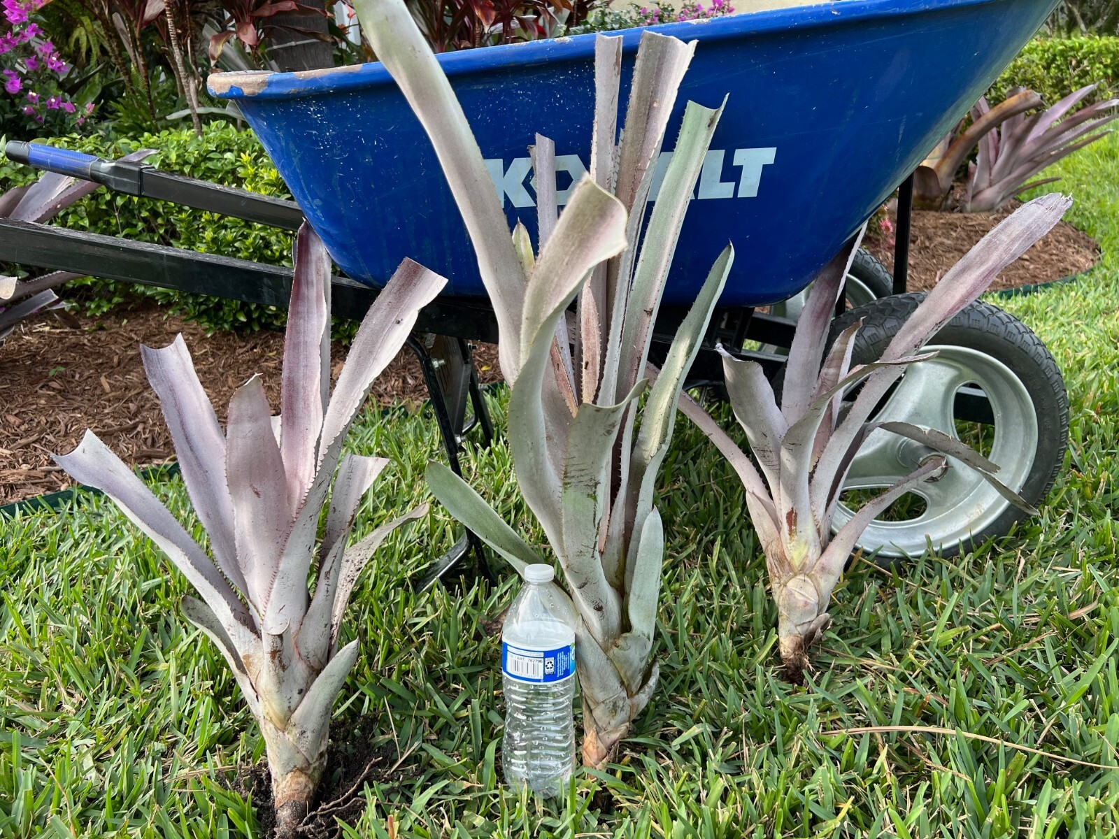 Aechmea Malva Bromeliad