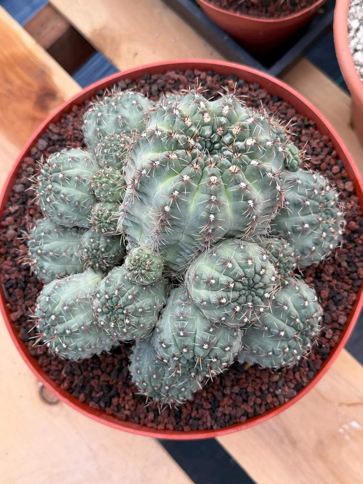 Large Gymnocalycium Baldianum Cluster | Rare Seed‑Grown Live Cactus Plant