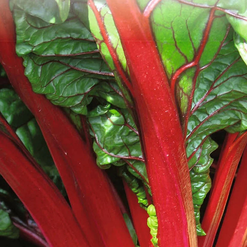 Ruby Red Swiss Chard 100 Seeds Crimson Stalks Heirloom