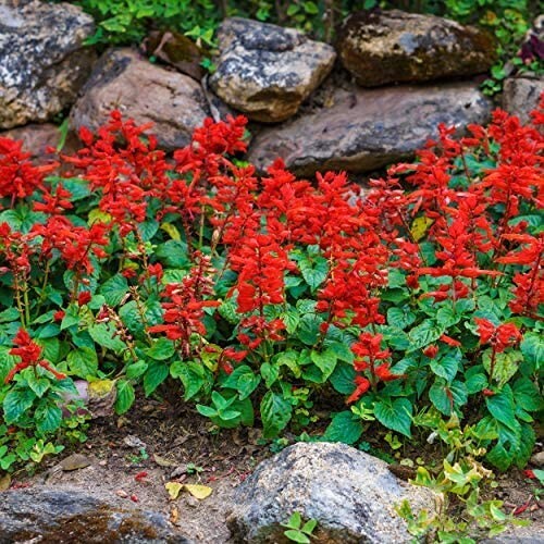 110 seeds| Red Scarlet sage (Salvia coccinea) seeds #6007