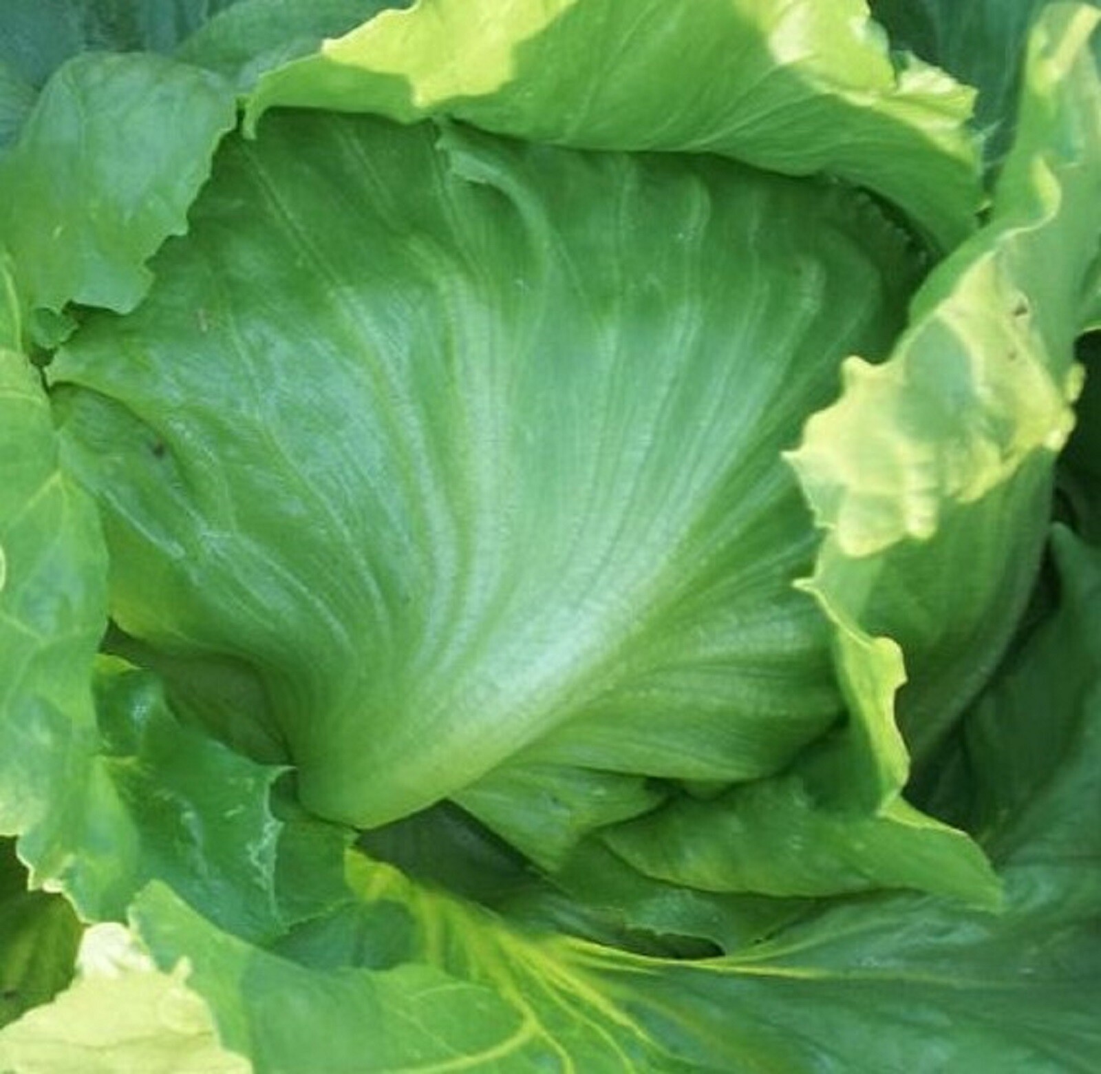 Iceberg Lettuce Seeds 500+ Seeds NON-GMO BUY 4 GET FREE SHIPPING