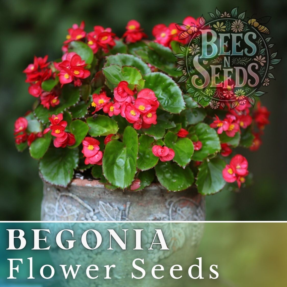 Rich Berry Begonia Seeds 45 or 125 Seeds Flower, Flower Seeds, Non GMO