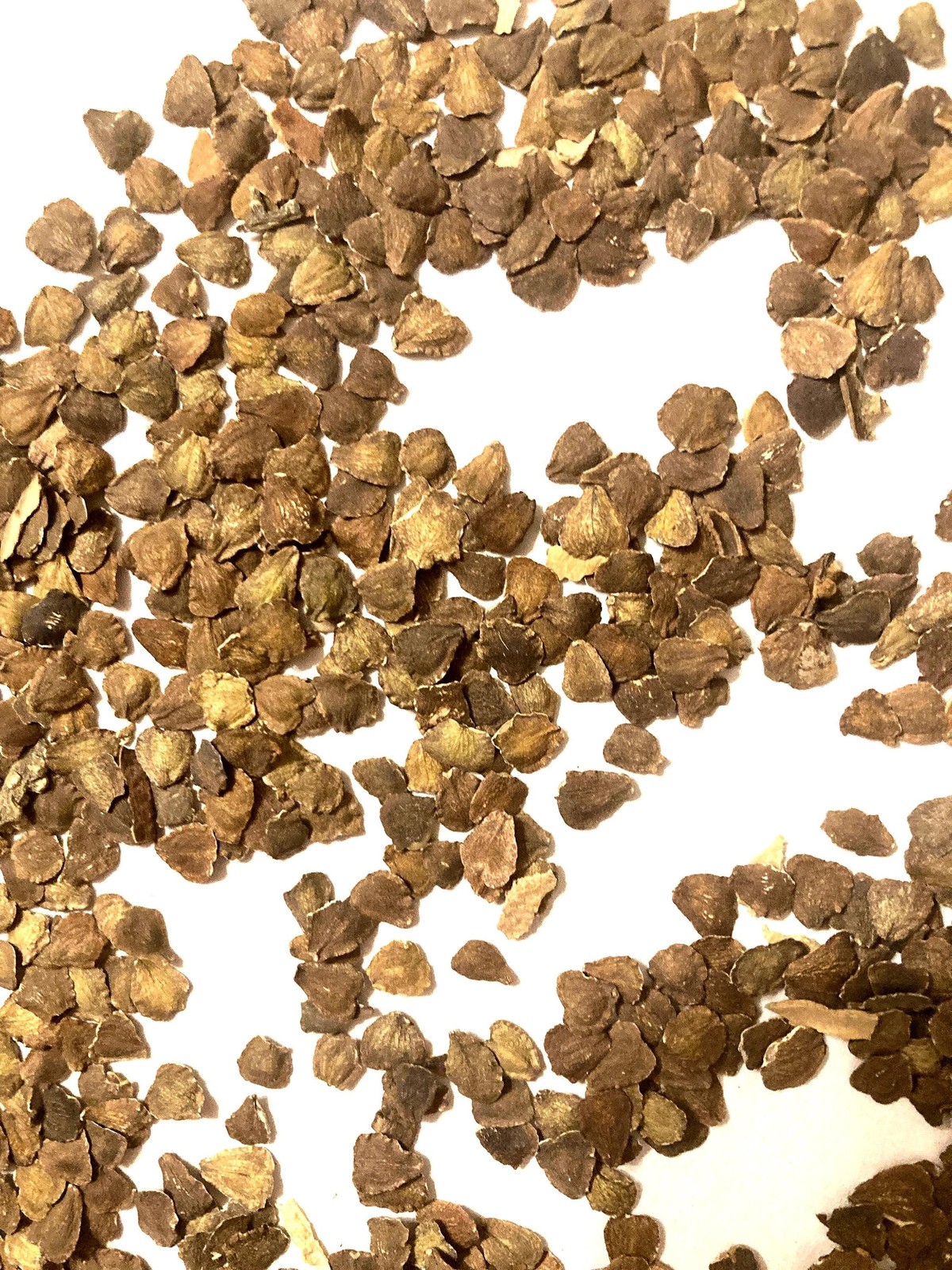 Green Ebony Tree Seeds (JACARANDA MIMOSIFOLIA) (Black Poui) (Blue Jacaranda)