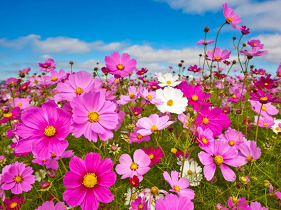 1 oz Mixed Cosmos Seeds, Bulk Seeds, Heirloom Cosmos, Butterflies! 4,500ct