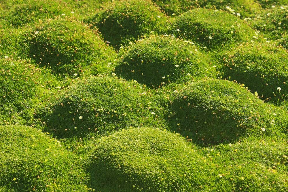 Irish Moss Seeds – 250+ Seeds – Grow Stunning Ground Cover That Blooms Attractiv