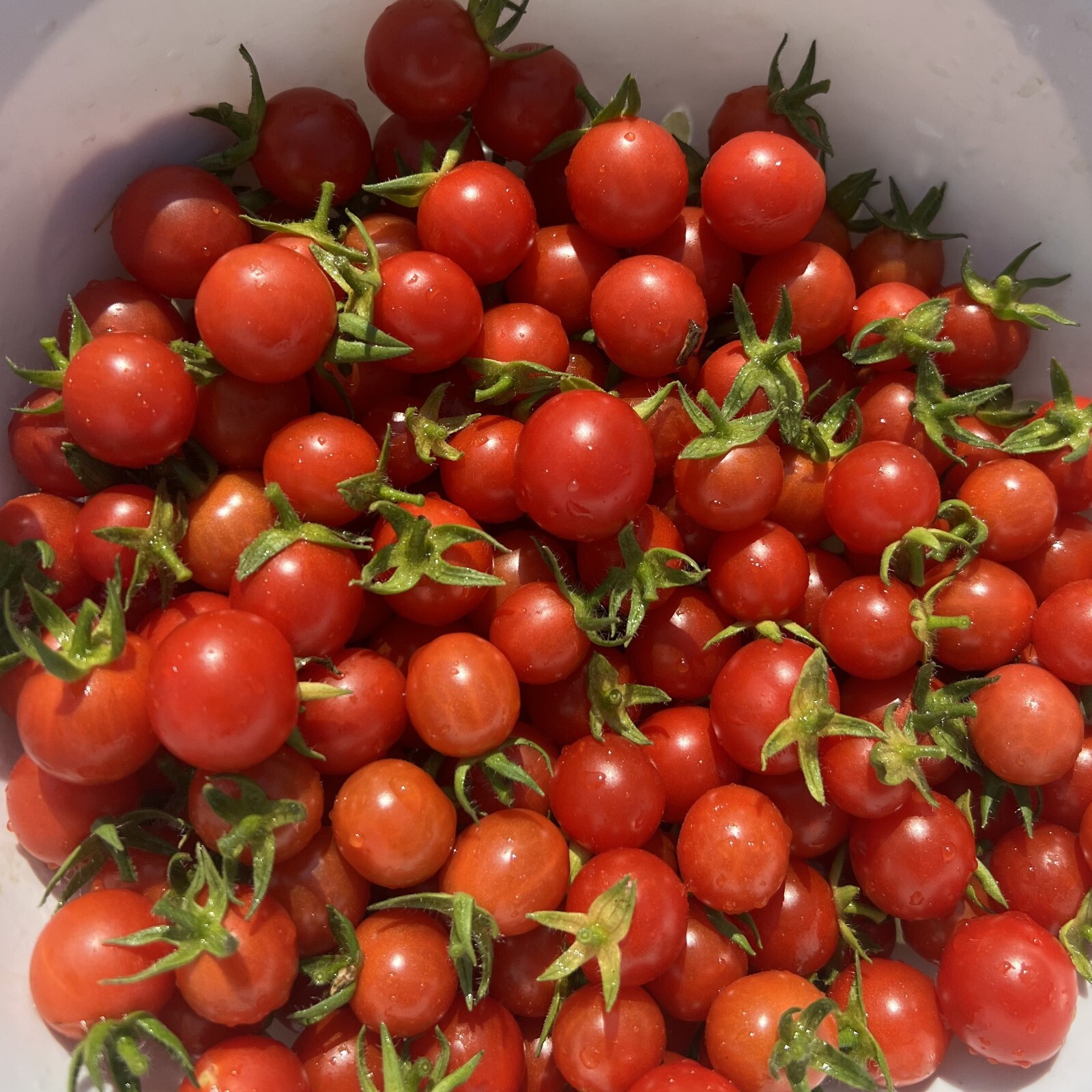 Mexico Midget Tomato Seeds | Heirloom | Organic