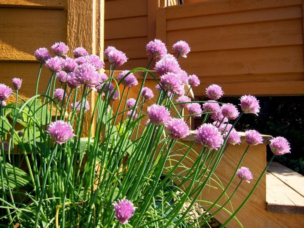 1000+ CHIVES SEEDS — GREEN ONION — PERENNIAL — MOSQUITO REPELLENT —- FRESH
