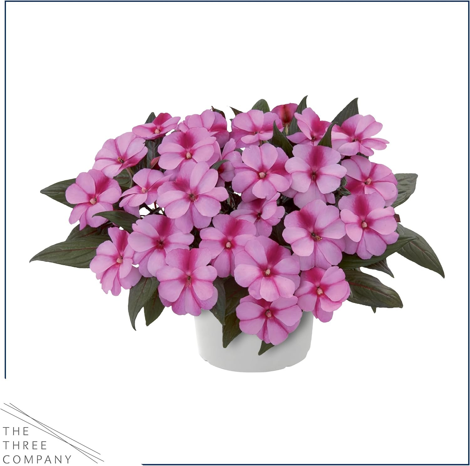 Live Flowering New Guinea Impatiens – Grower’S Choice Assorted Colors (3 Plants